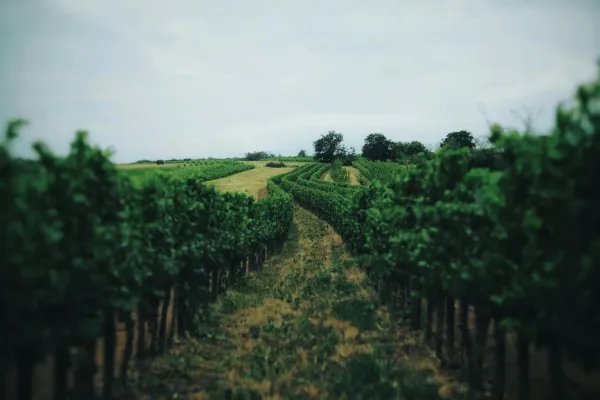 Rows of lush green grapevines stretching across a vineyard with rolling hills in the background